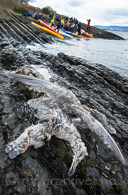 BB 15 0327 / Larus argentatus / Gråmåke